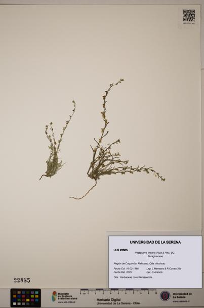 Pectocarya linearis [Espécimen: ]