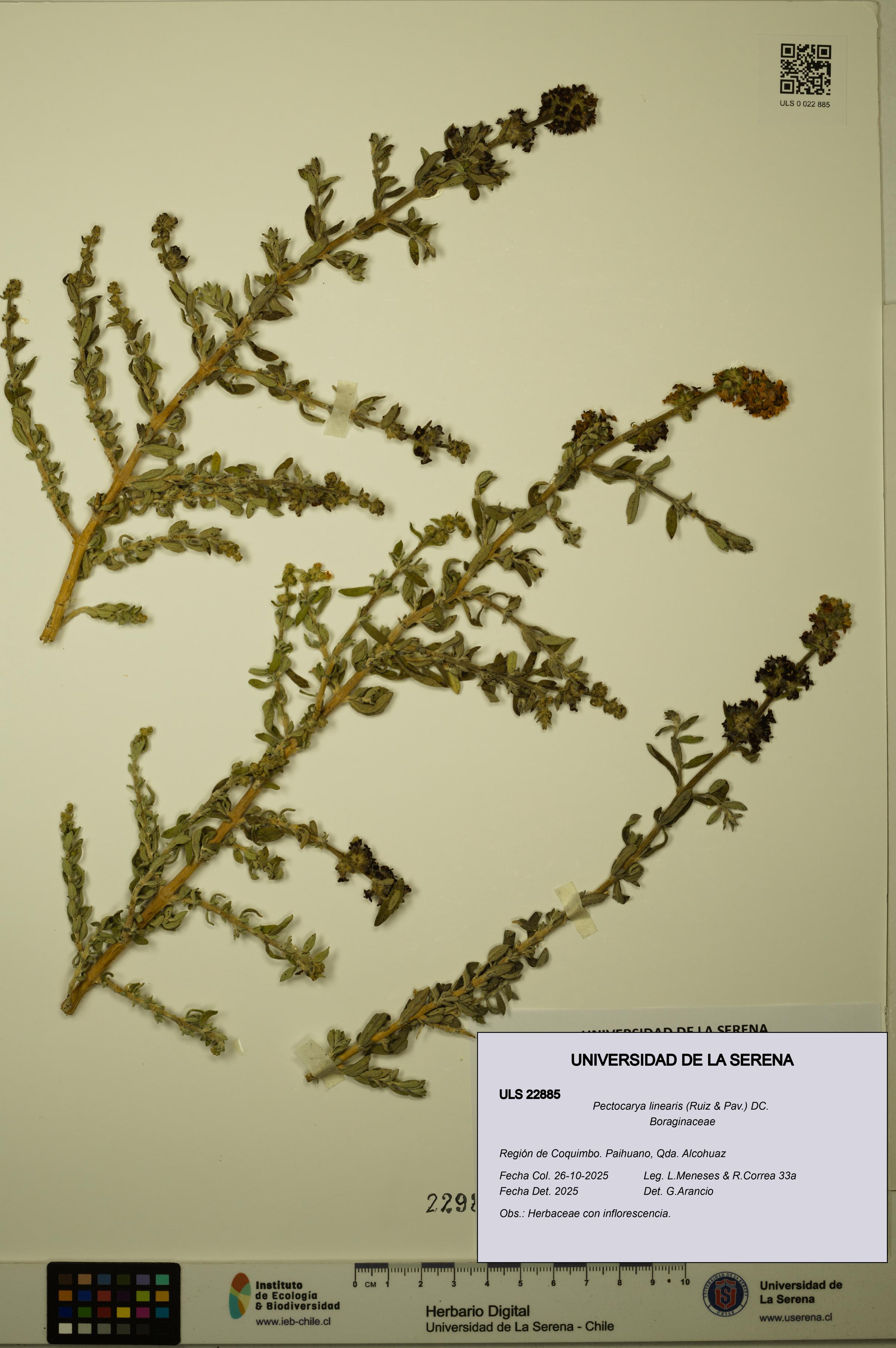 Pectocarya linearis [Espécimen: ULS:ULS:0022885]