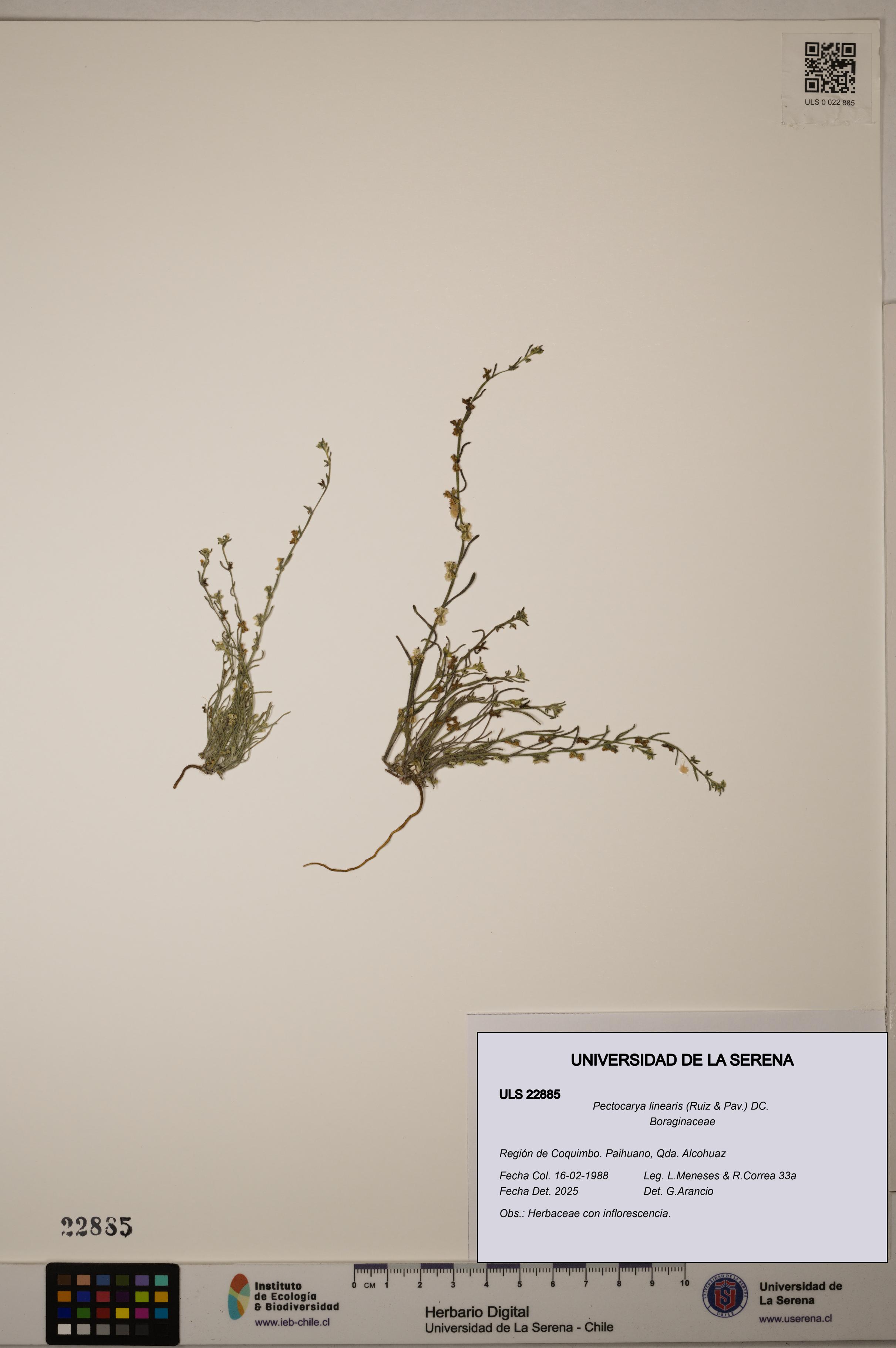 Pectocarya linearis [Espécimen: ]