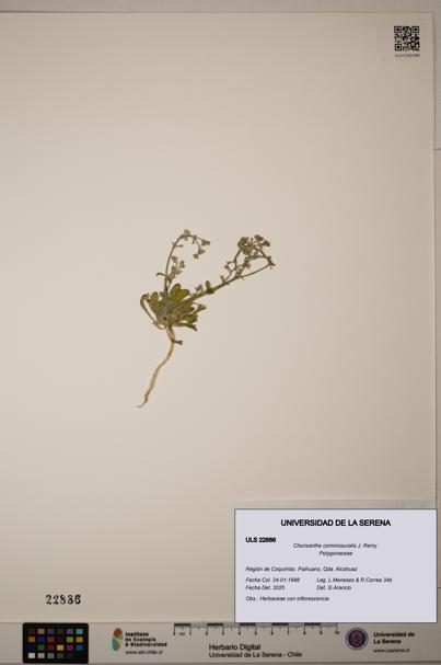 Chorizanthe commissuralis [Espécimen: ]