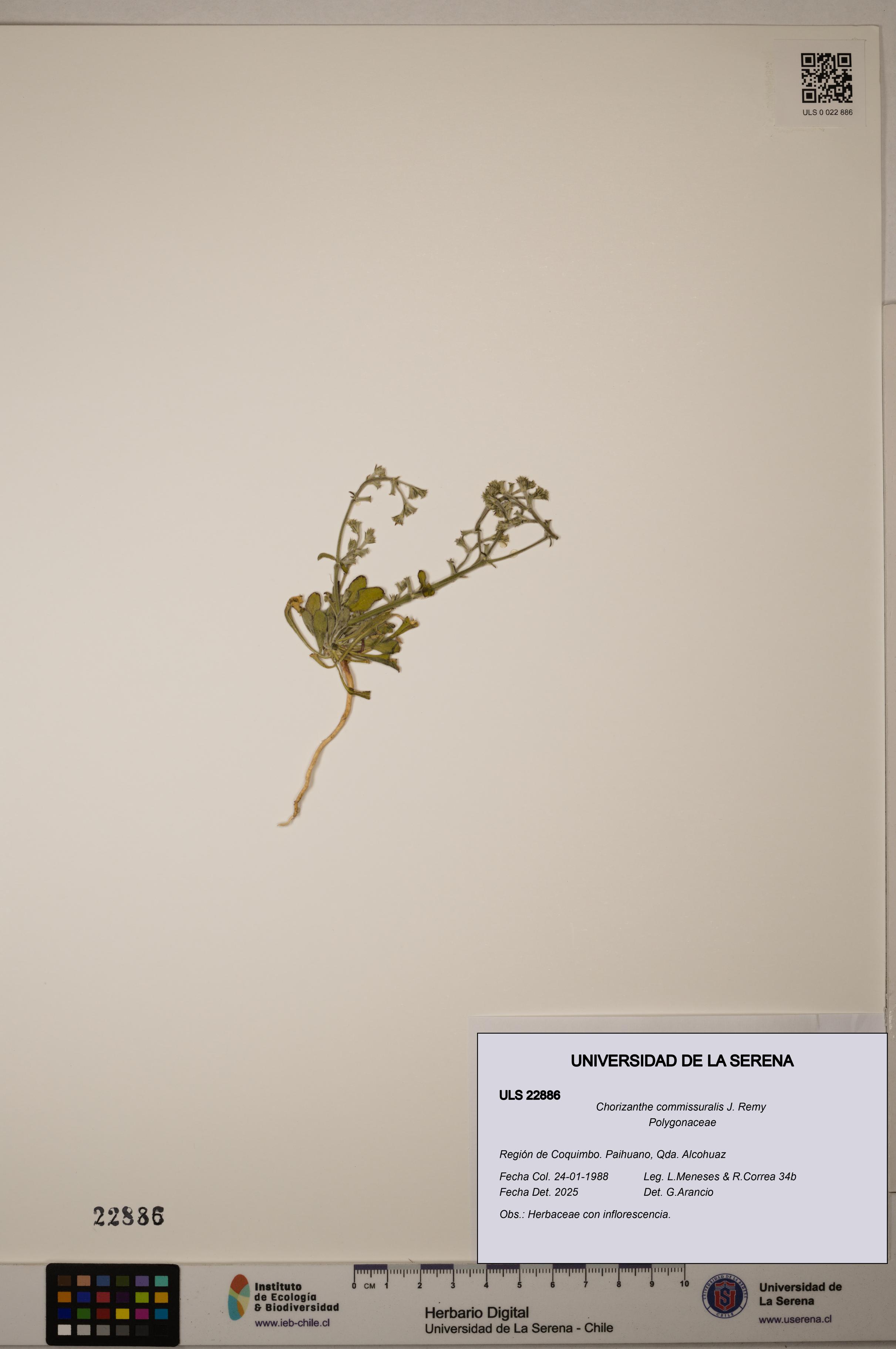 Chorizanthe commissuralis [Espécimen: ]