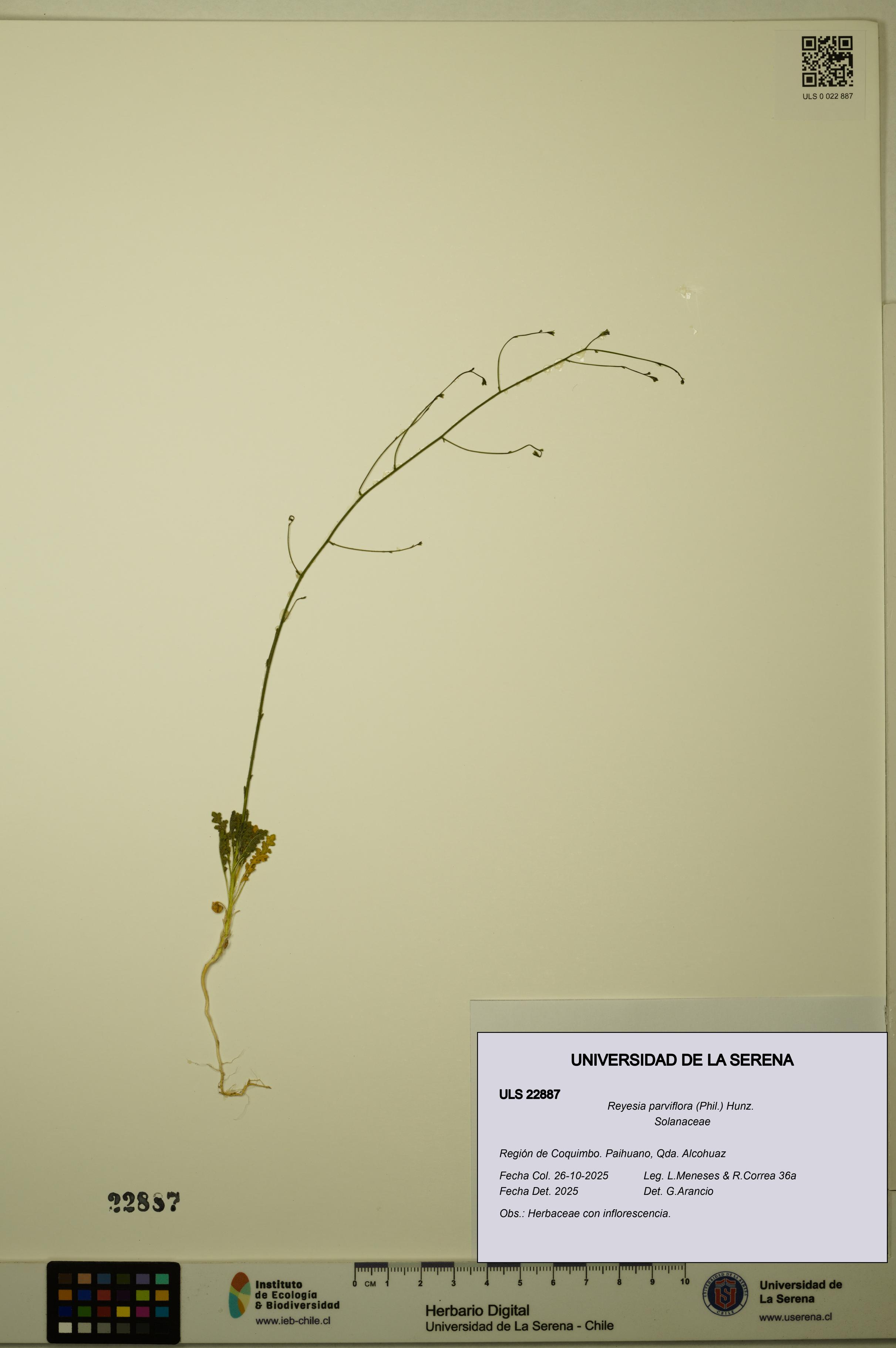 Reyesia parviflora [Espécimen: ULS:ULS:0022887]