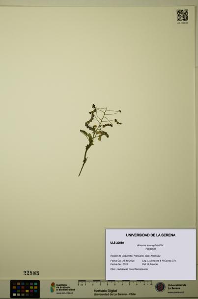Adesmia eremophila [Espécimen: ULS:ULS:0022888]
