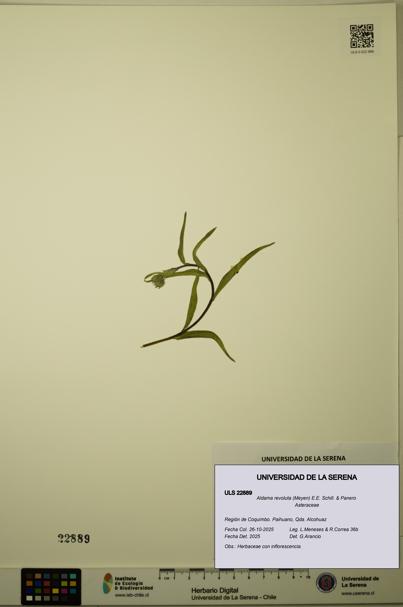 Aldama revoluta [Espécimen: ULS:ULS:0022889]