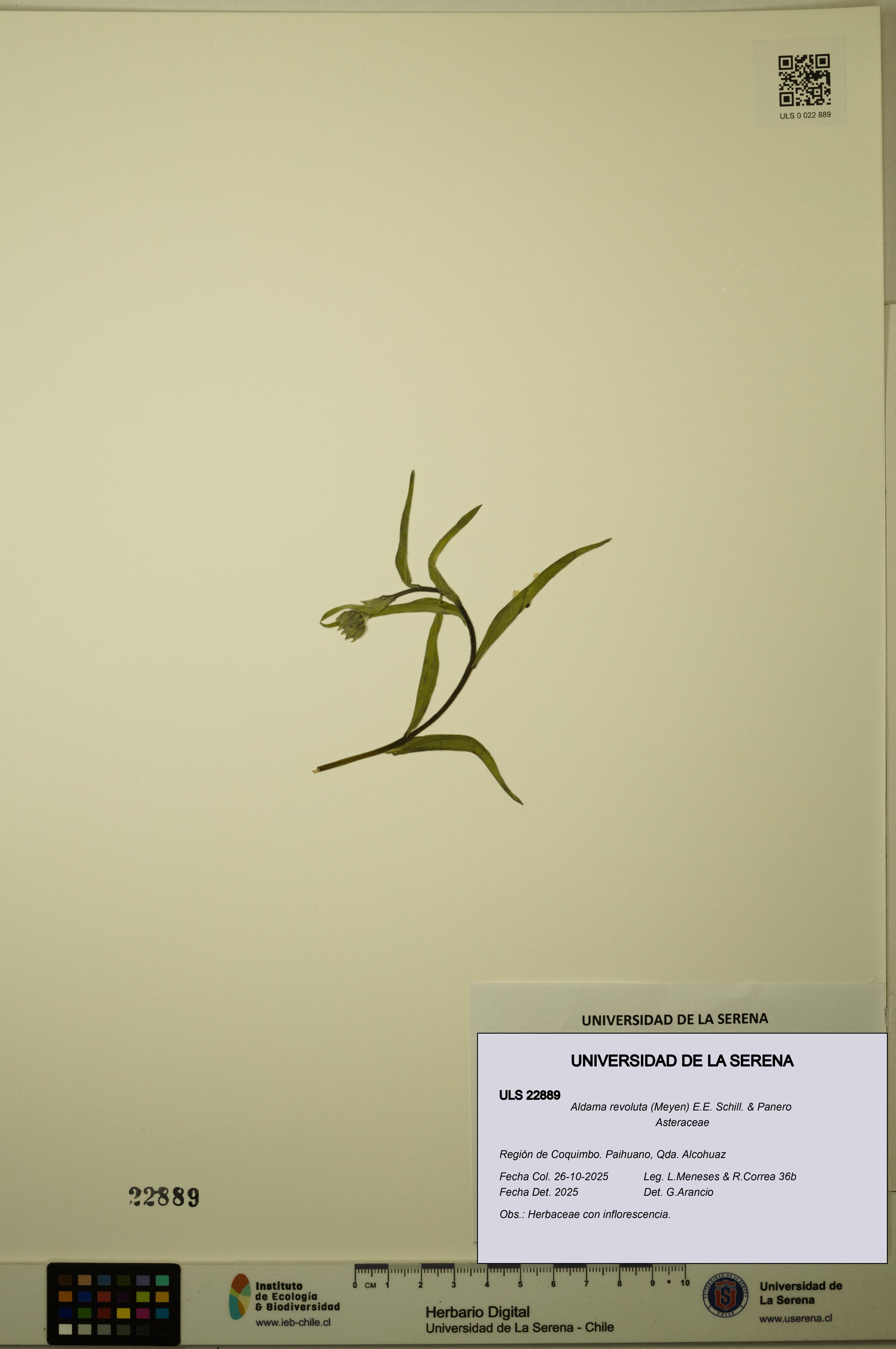 Aldama revoluta [Espécimen: ULS:ULS:0022889]