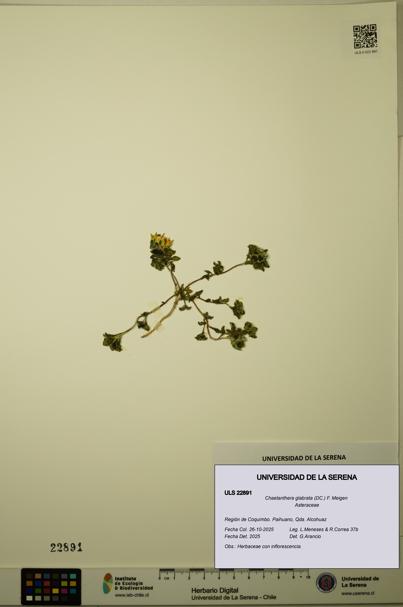 Chaetanthera glabrata [Espécimen: ULS:ULS:0022891]