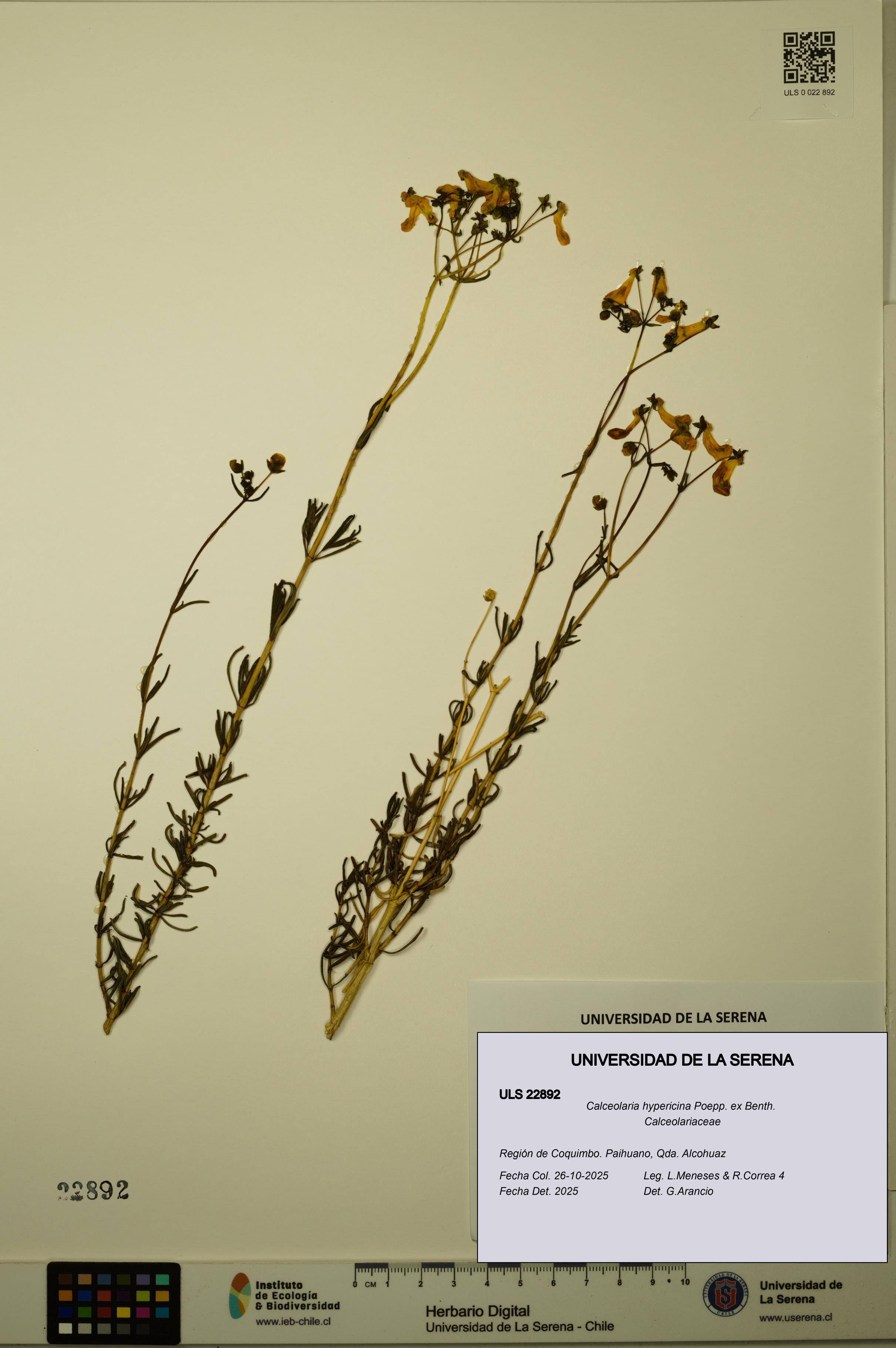 Calceolaria hypericina [Espécimen: ULS:ULS:0022892]