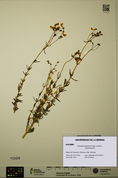 Calceolaria hypericina [Espécimen: ULS:ULS:0022893]