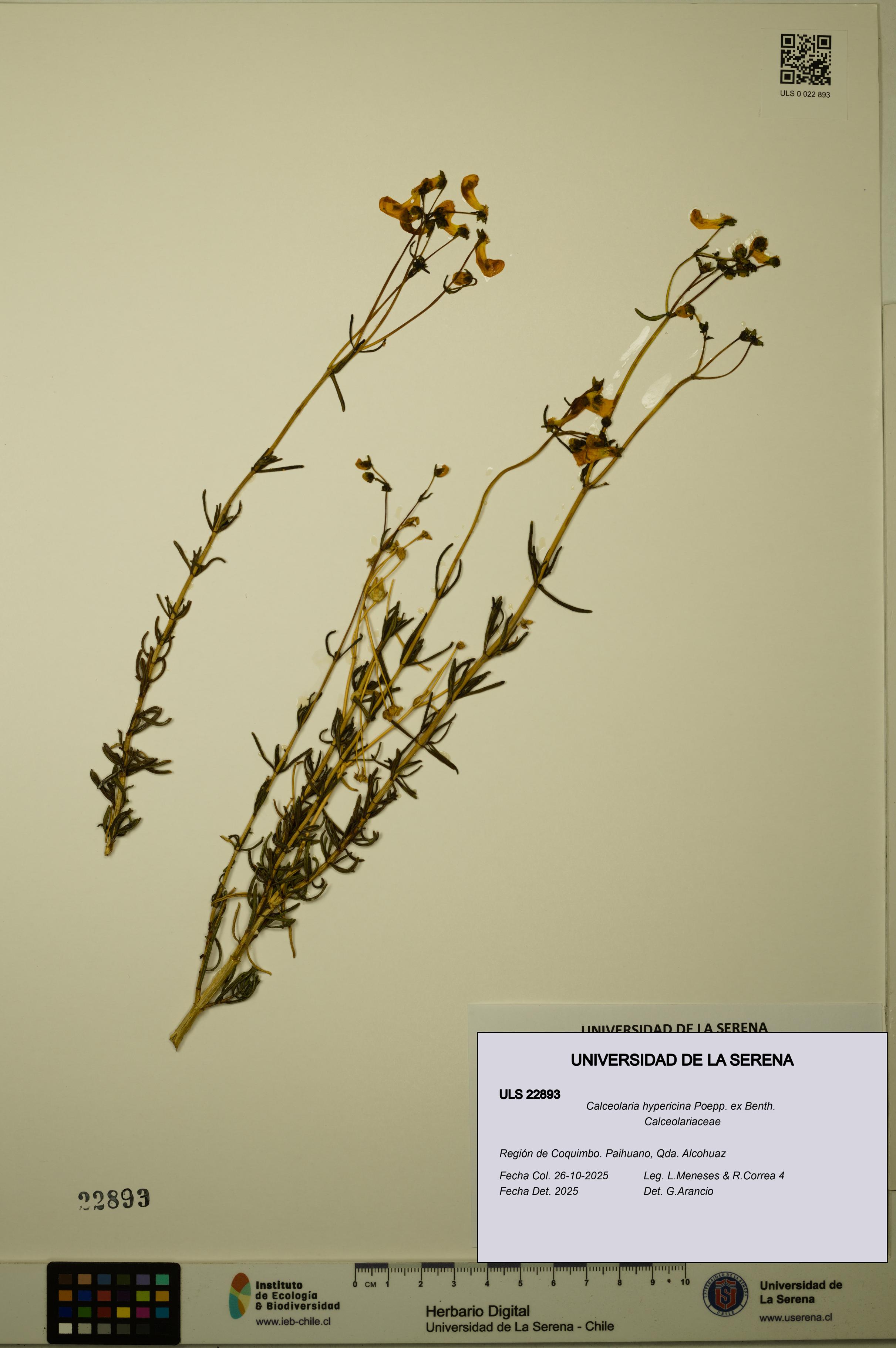 Calceolaria hypericina [Espécimen: ULS:ULS:0022893]