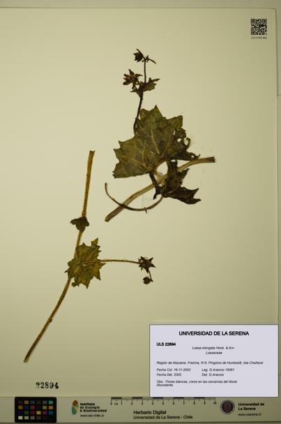 Loasa elongata [Espécimen: ULS:ULS:0022894]