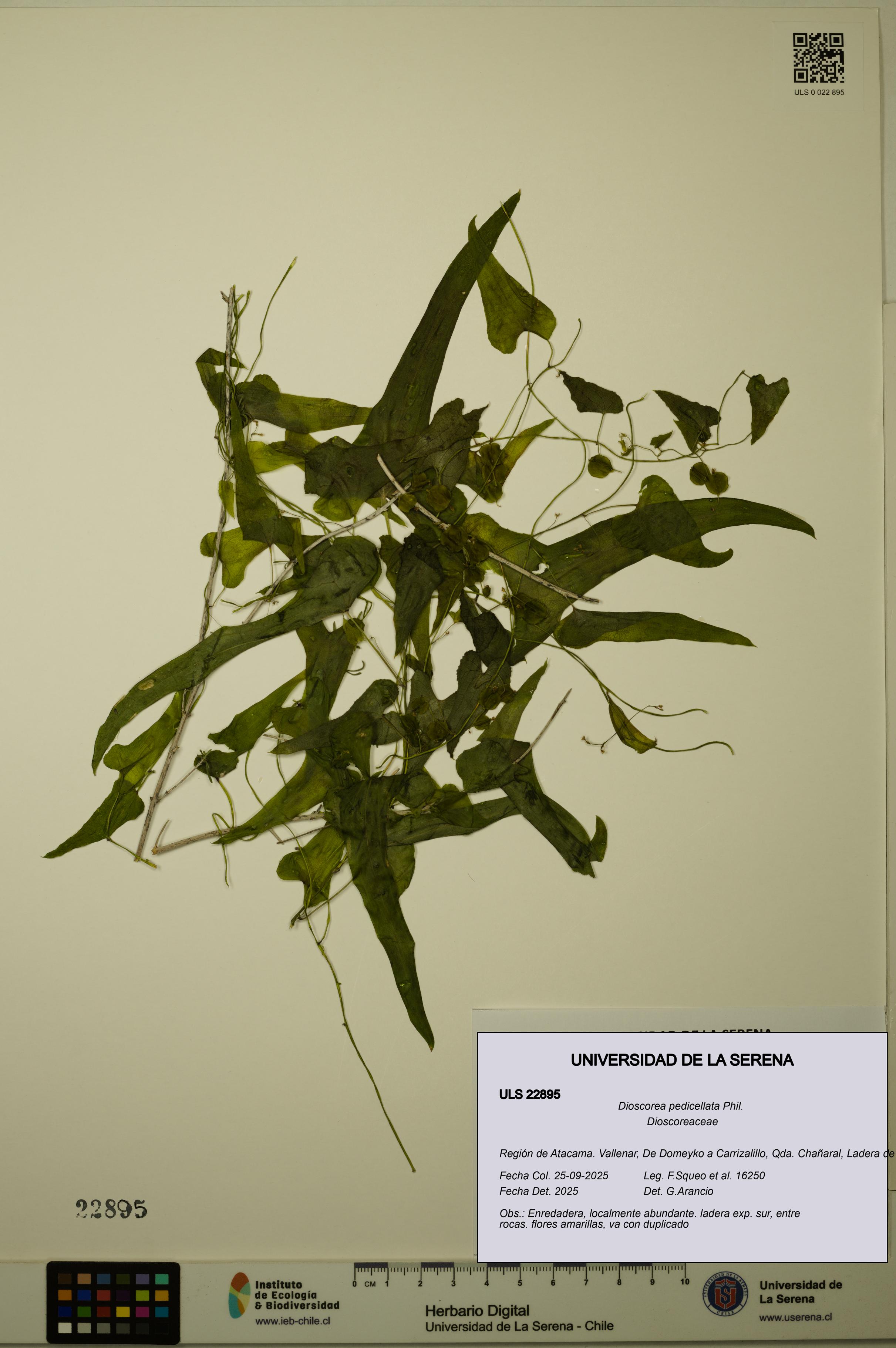 Dioscorea pedicellata [Espécimen: ULS:ULS:0022895]
