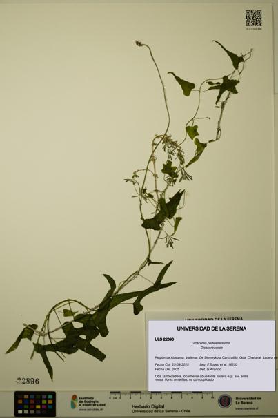 Dioscorea pedicellata [Espécimen: ULS:ULS:0022896]