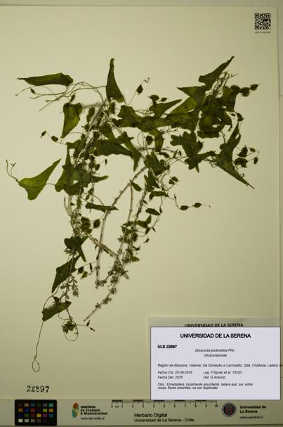 Dioscorea pedicellata [Espécimen: ULS:ULS:0022897]