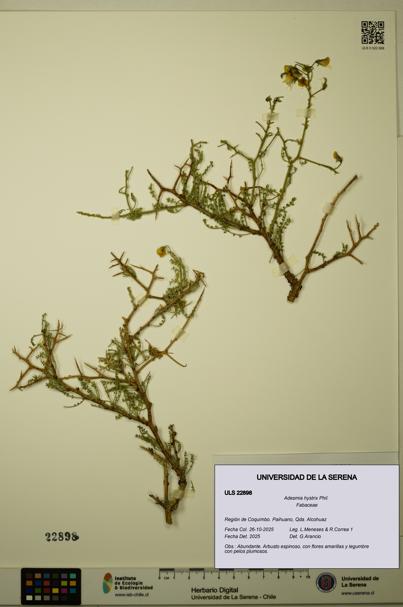 Adesmia hystrix [Espécimen: ULS:ULS:0022898]