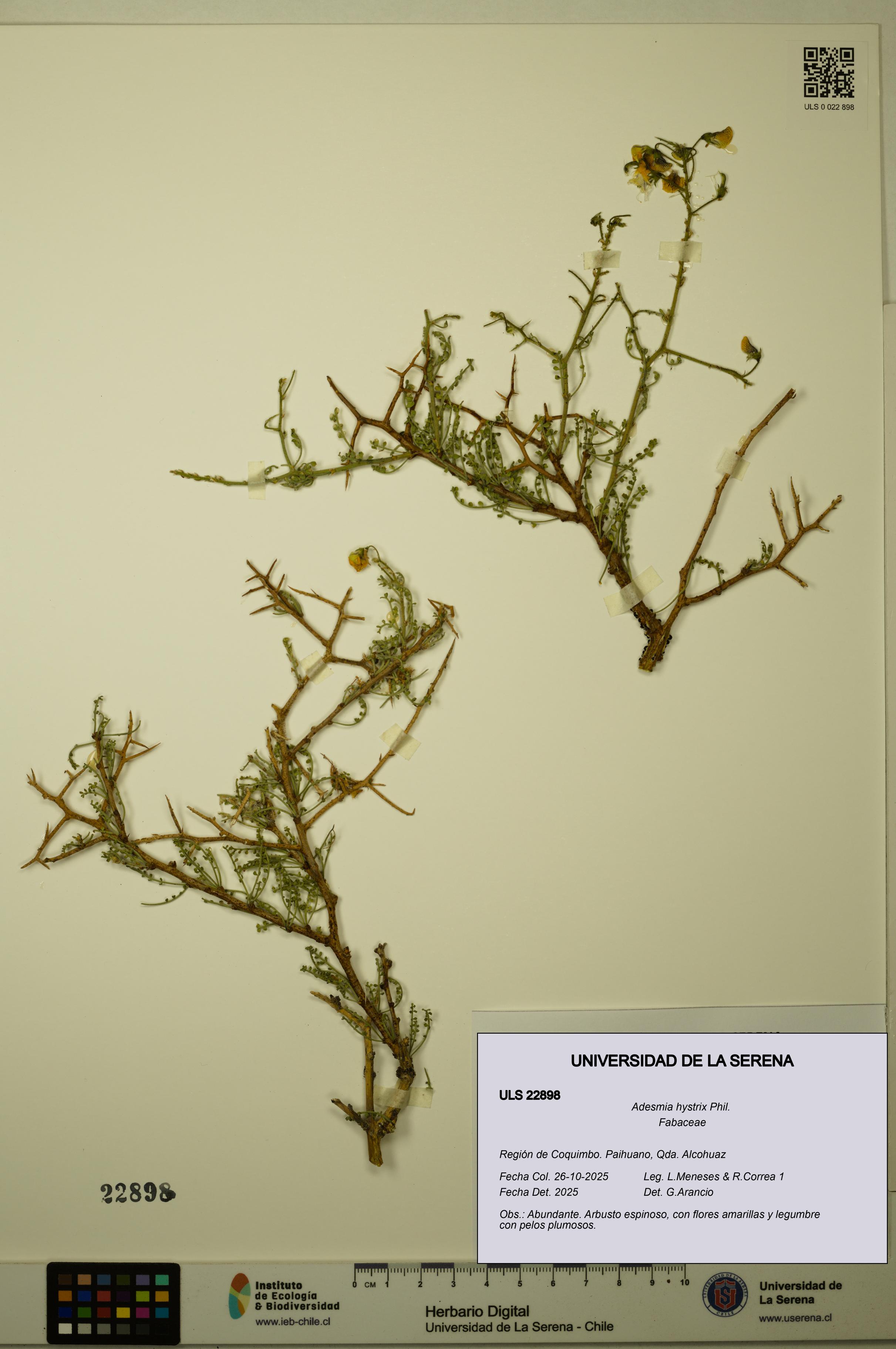 Adesmia hystrix [Espécimen: ULS:ULS:0022898]