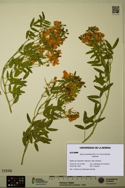 Senna urmenetae [Espécimen: ULS:ULS:0022899]