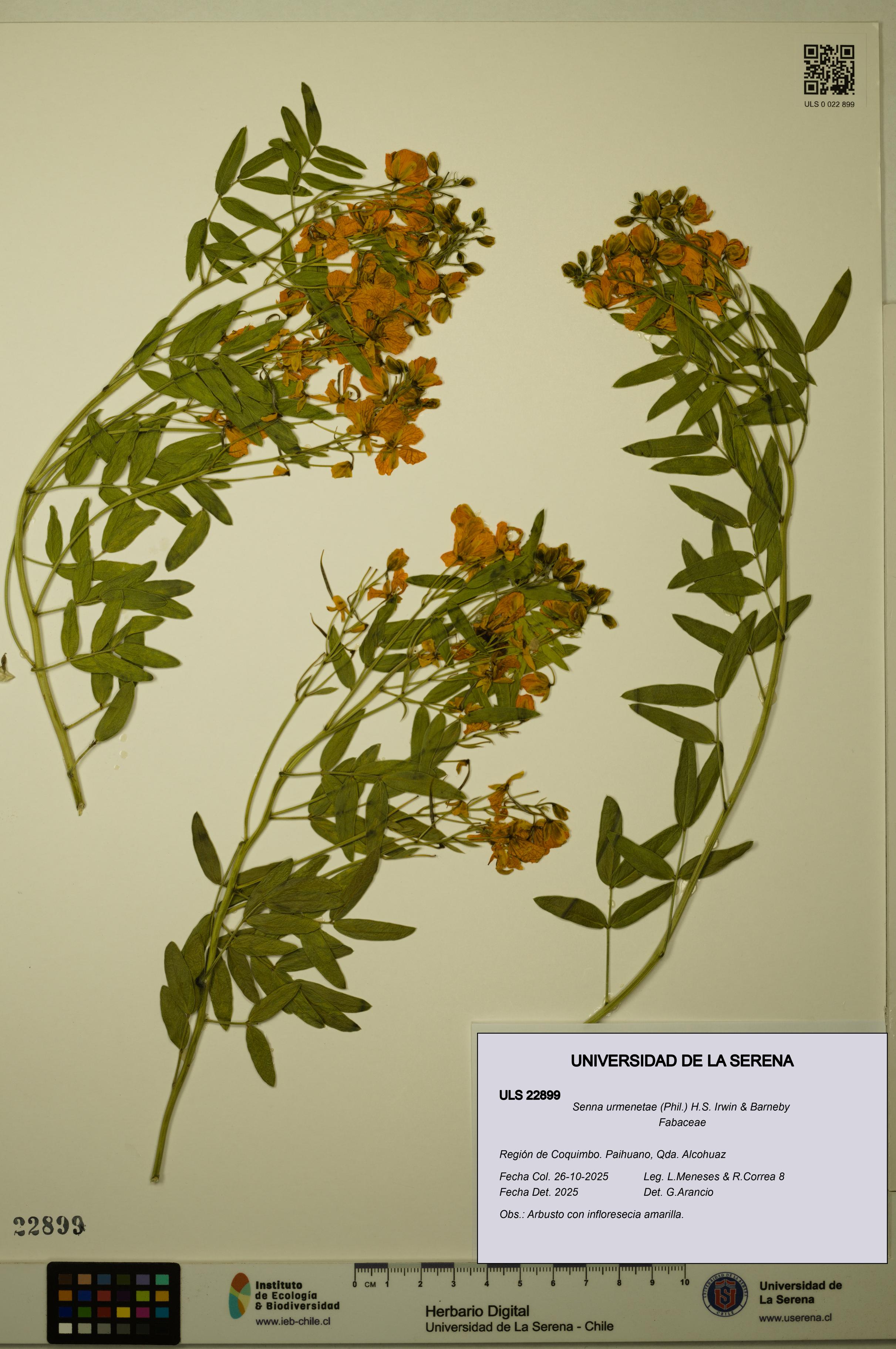 Senna urmenetae [Espécimen: ULS:ULS:0022899]