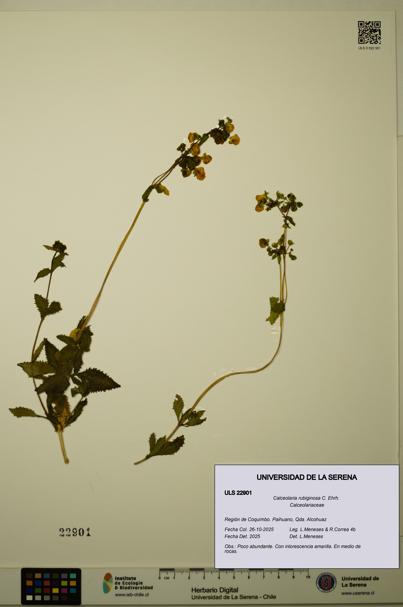 Calceolaria rubiginosa [Espécimen: ULS:ULS:0022901]