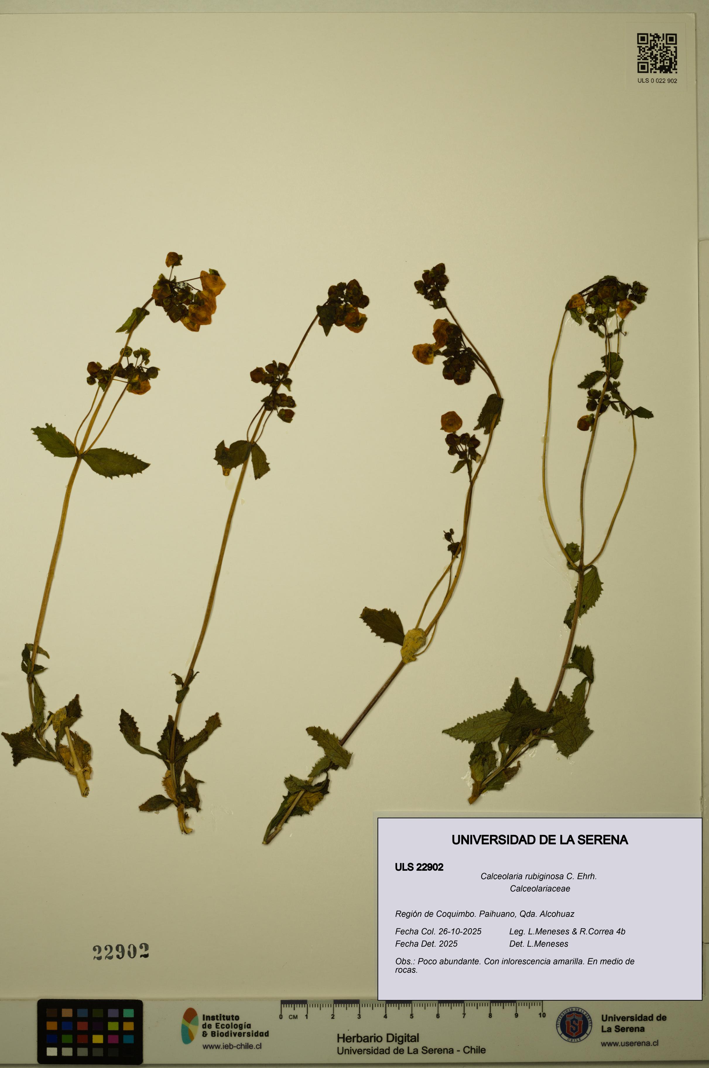 Calceolaria rubiginosa [Espécimen: ULS:ULS:0022902]