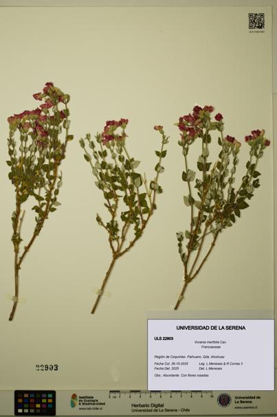 Viviania marifolia [Espécimen: ULS:ULS:0022903]