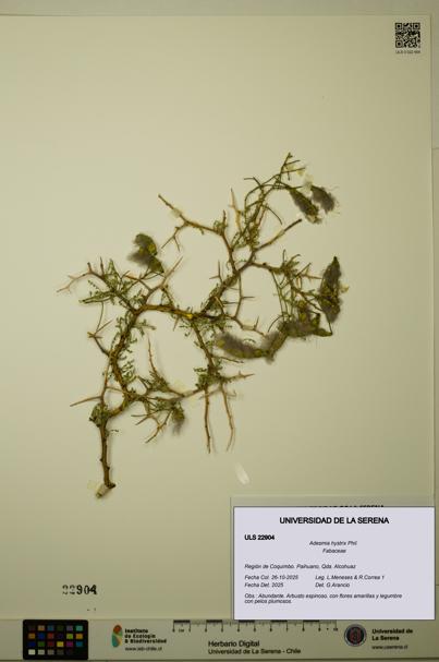 Adesmia hystrix [Espécimen: ULS:ULS:0022904]