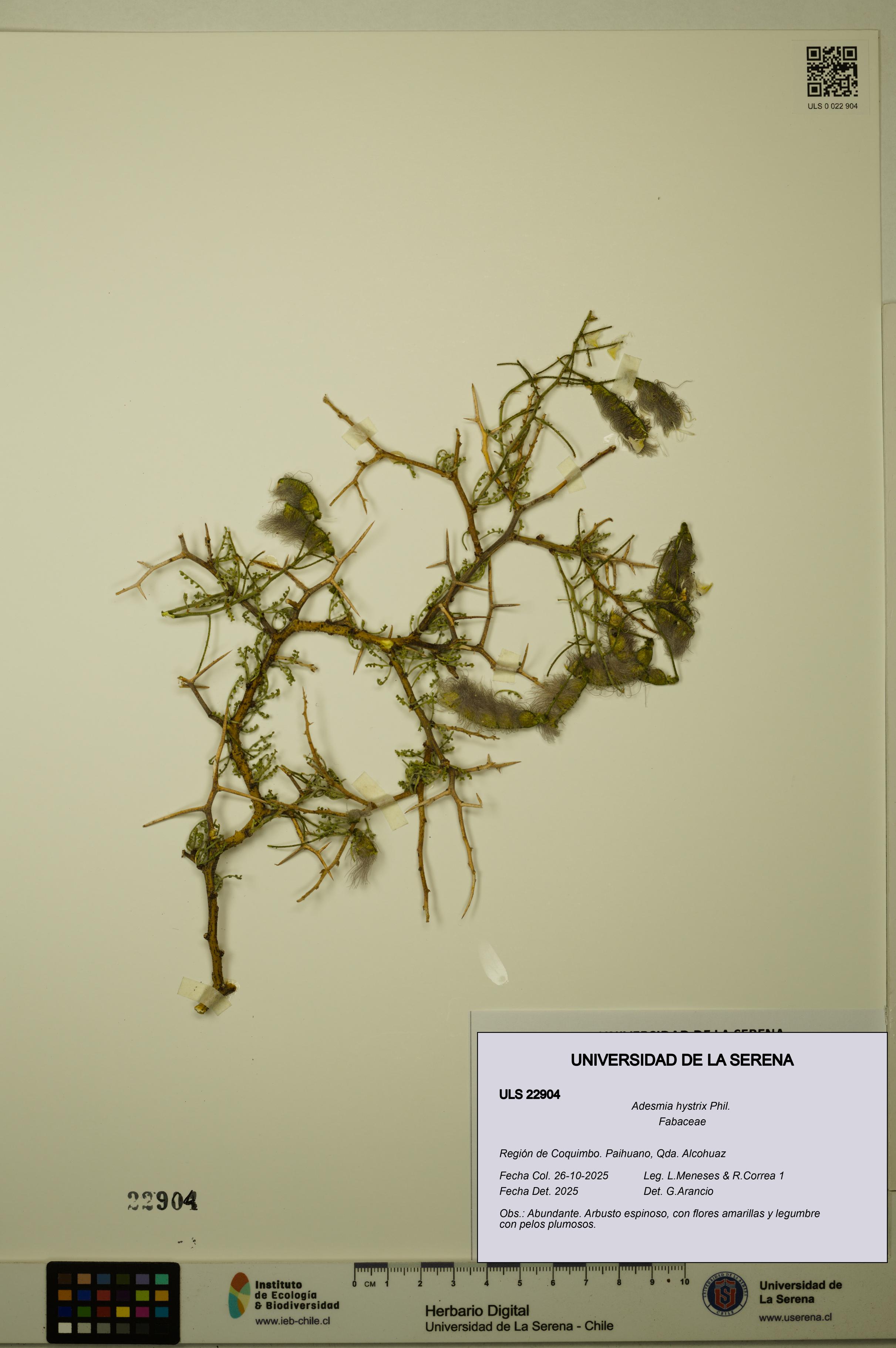 Adesmia hystrix [Espécimen: ULS:ULS:0022904]