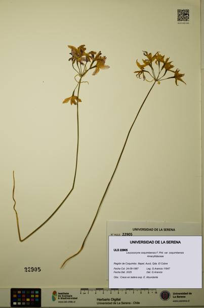Leucocoryne coquimbensis var. coquimbensis [Espécimen: ULS:ULS:0022905]
