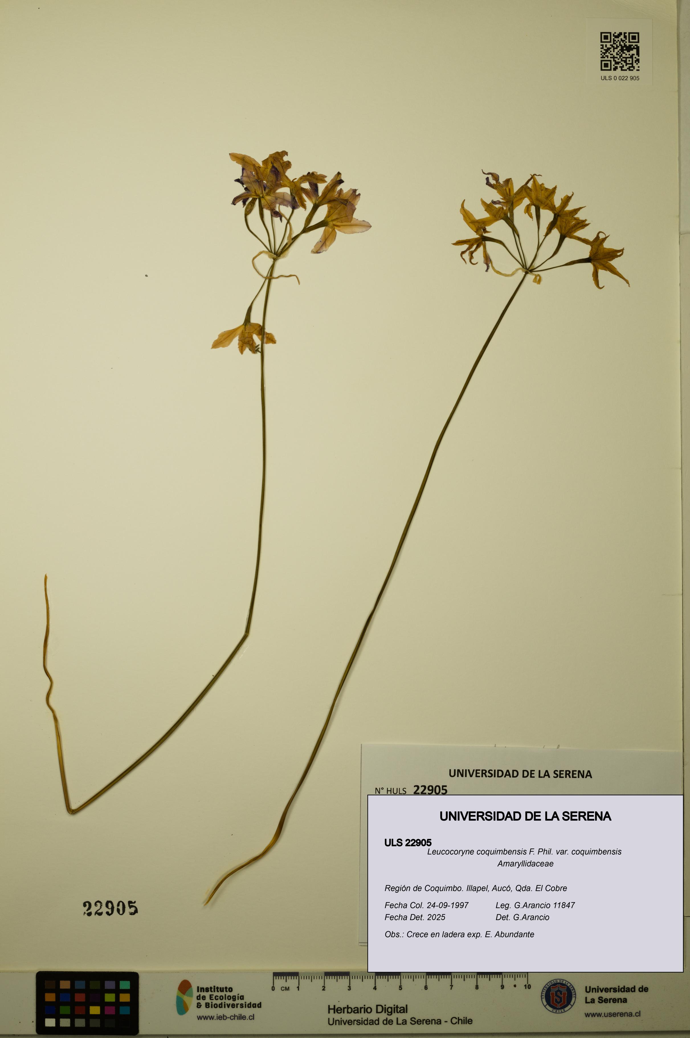 Leucocoryne coquimbensis var. coquimbensis [Espécimen: ULS:ULS:0022905]