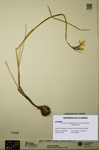 Leucocoryne coquimbensis var. coquimbensis [Espécimen: ULS:ULS:0022906]