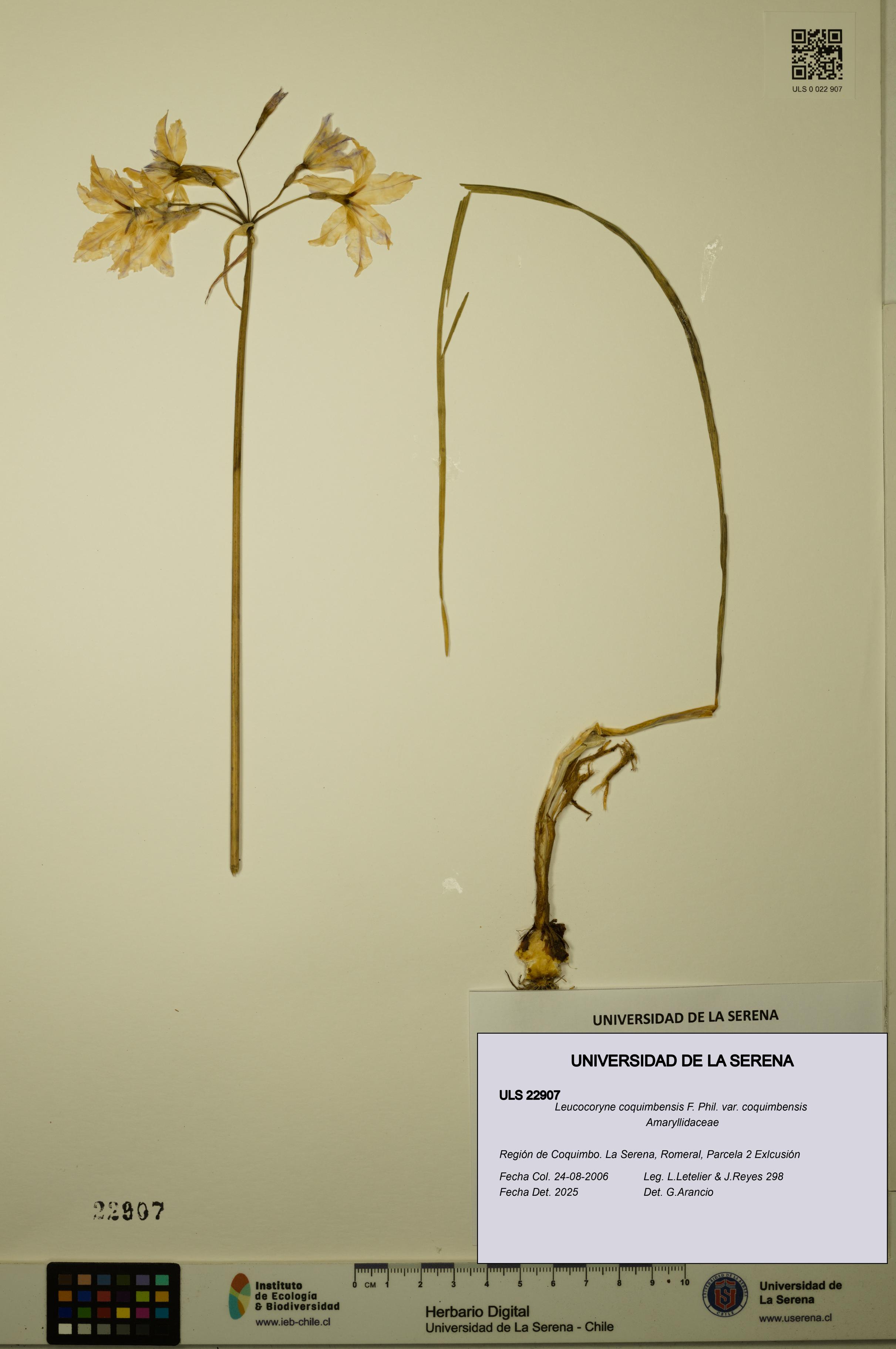 Leucocoryne coquimbensis var. coquimbensis [Espécimen: ULS:ULS:0022907]