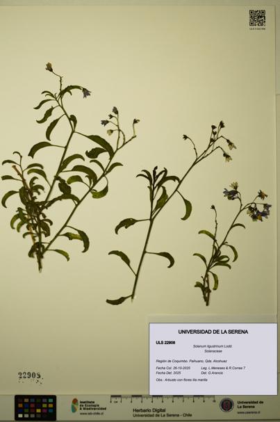 Solanum ligustrinum [Espécimen: ULS:ULS:0022908]