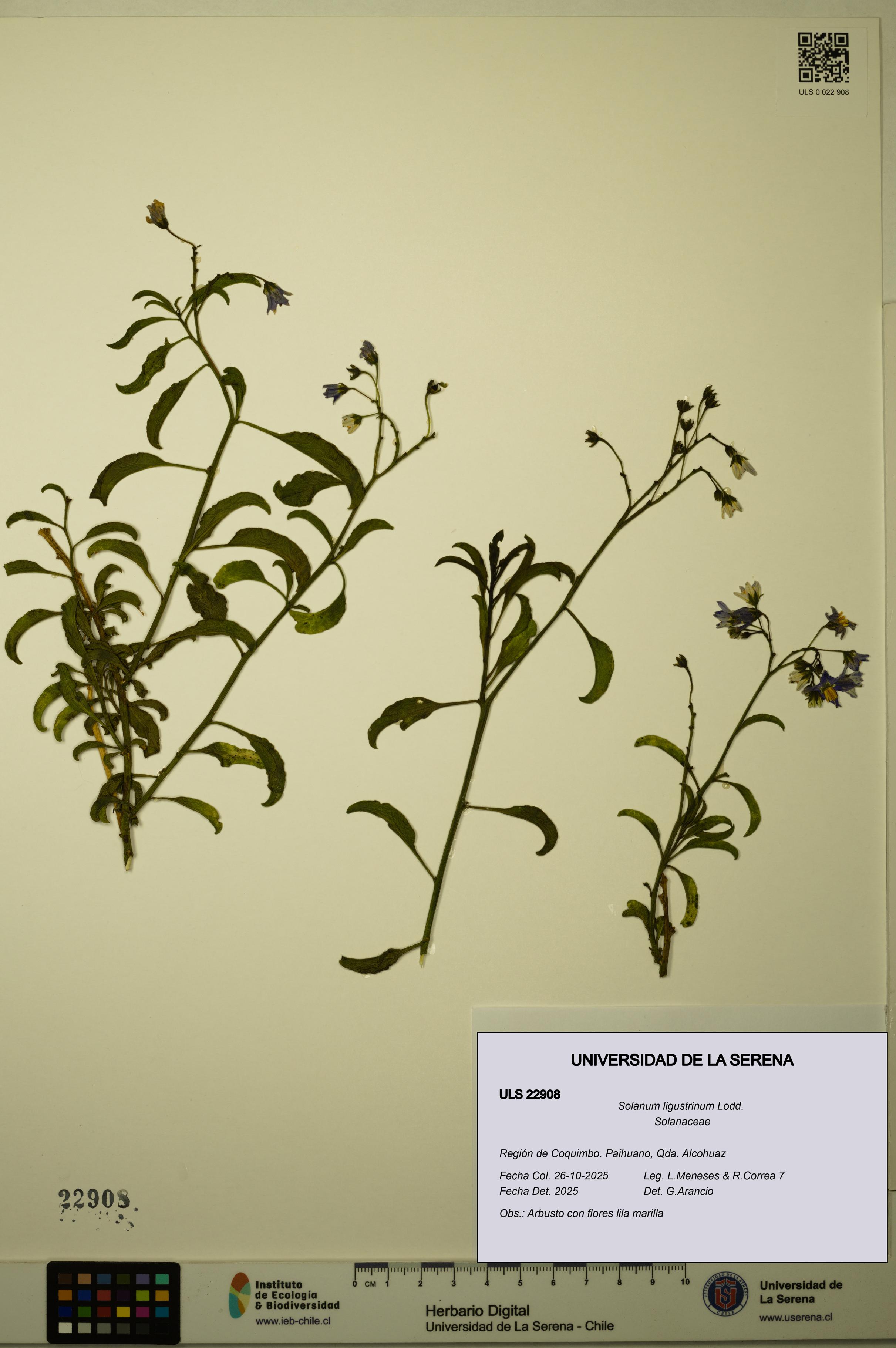 Solanum ligustrinum [Espécimen: ULS:ULS:0022908]