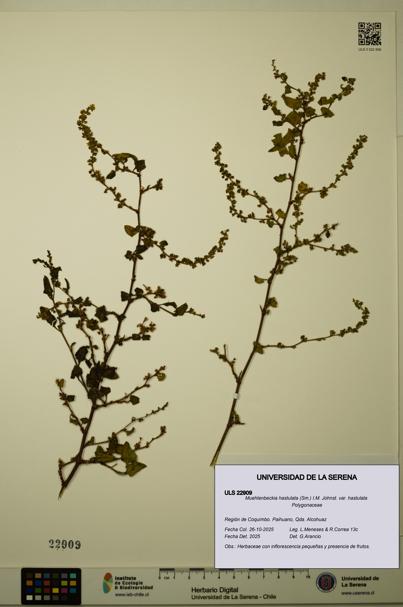 Muehlenbeckia hastulata var. hastulata [Espécimen: ULS:ULS:0022909]