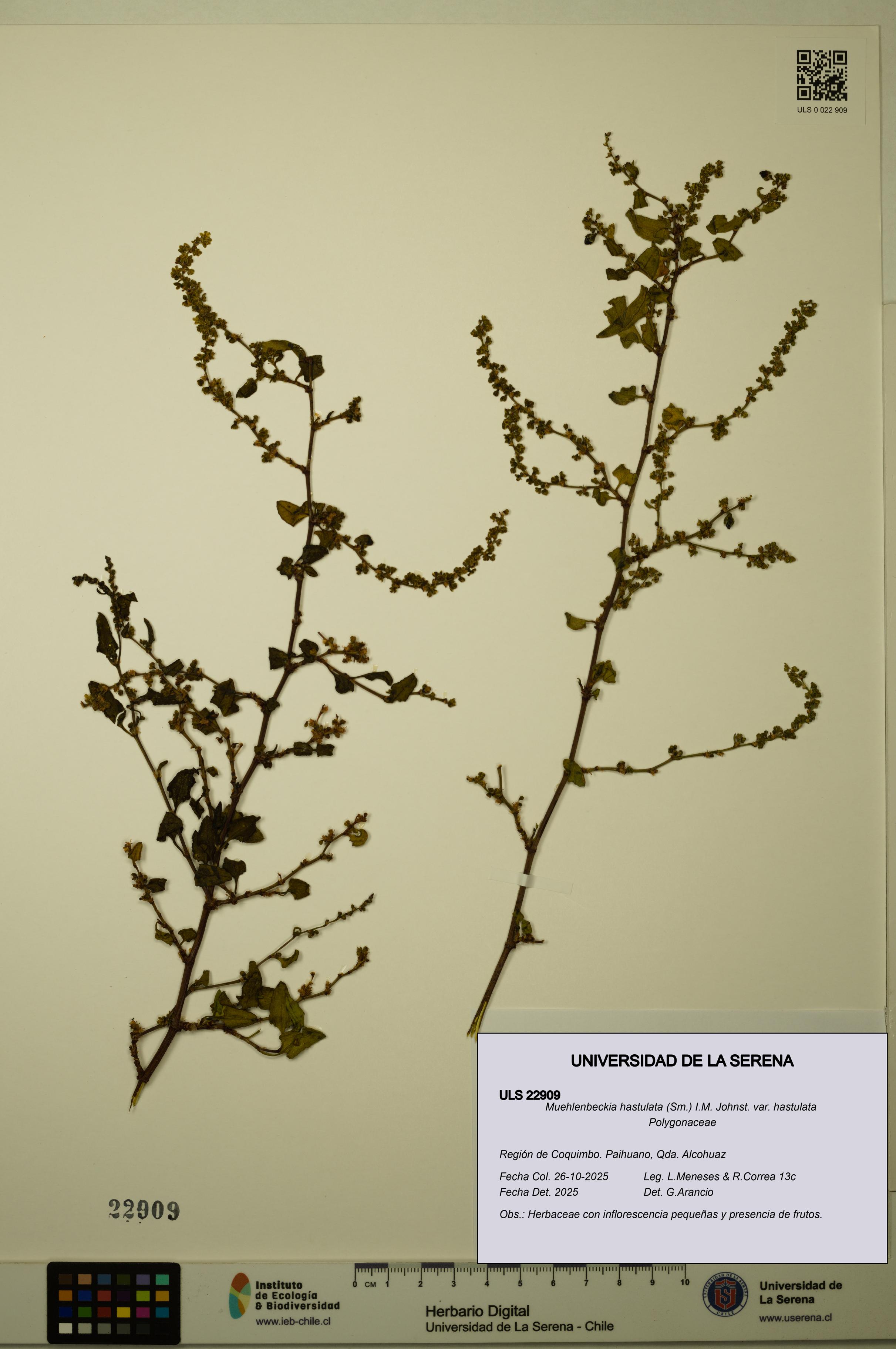 Muehlenbeckia hastulata var. hastulata [Espécimen: ULS:ULS:0022909]