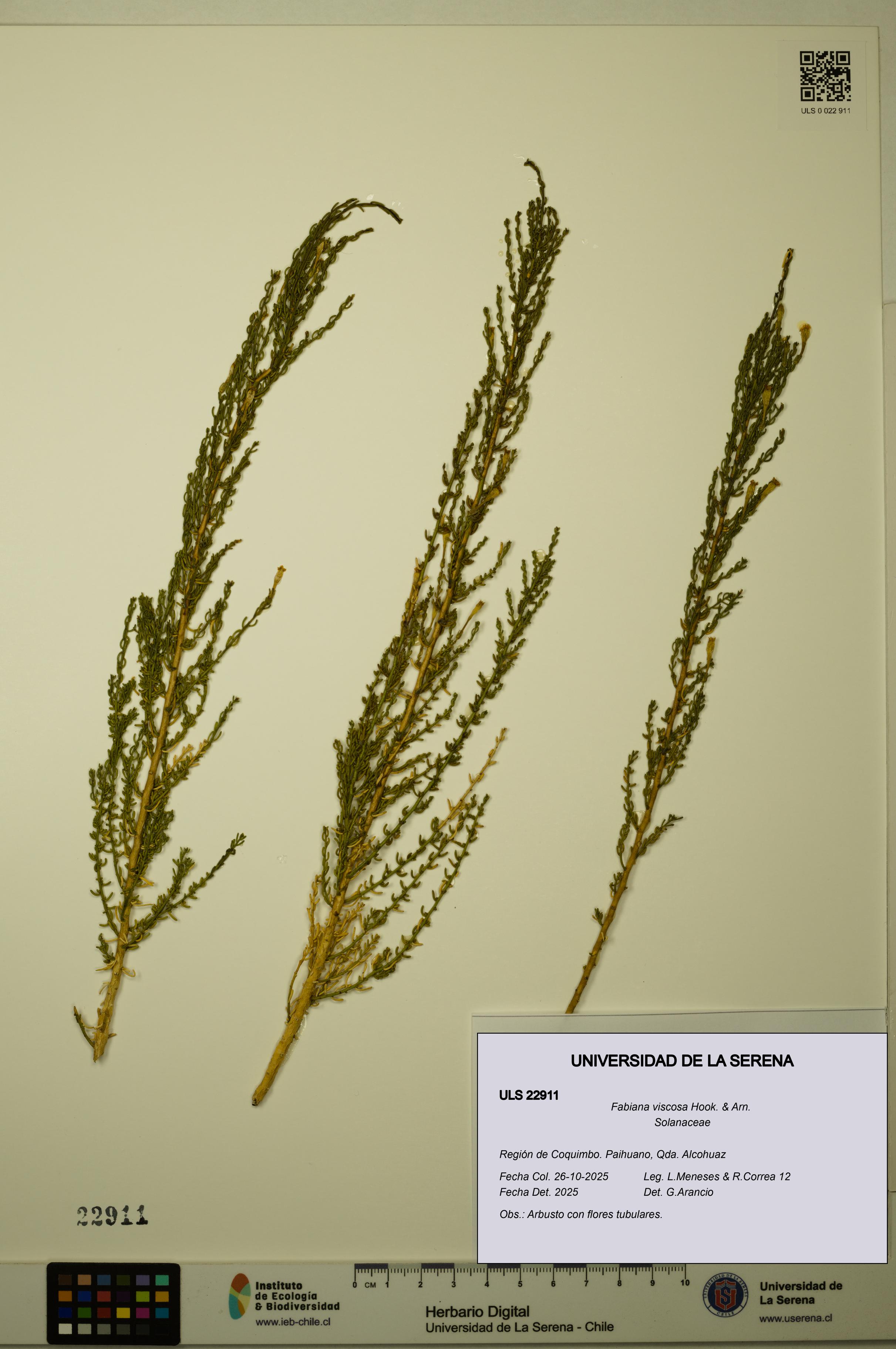 Fabiana viscosa [Espécimen: ULS:ULS:0022911]