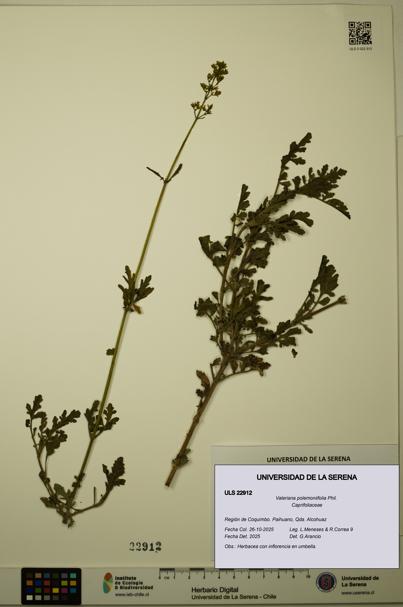 Valeriana polemoniifolia [Espécimen: ULS:ULS:0022912]