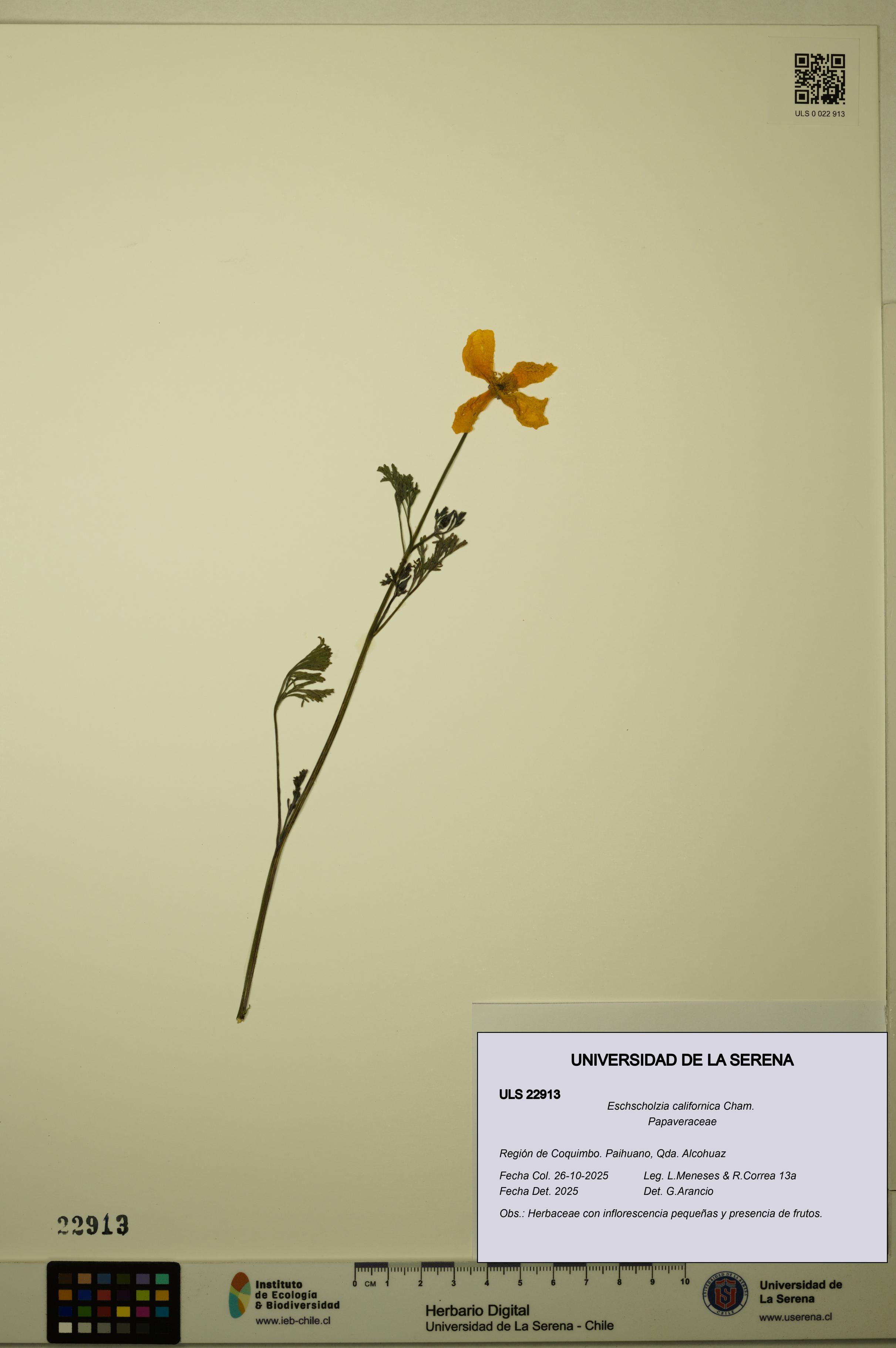 Eschscholzia californica [Espécimen: ULS:ULS:0022913]