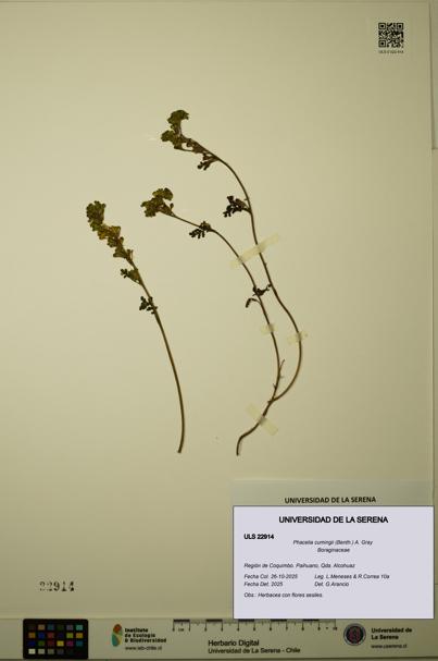 Phacelia cumingii [Espécimen: ULS:ULS:0022914]