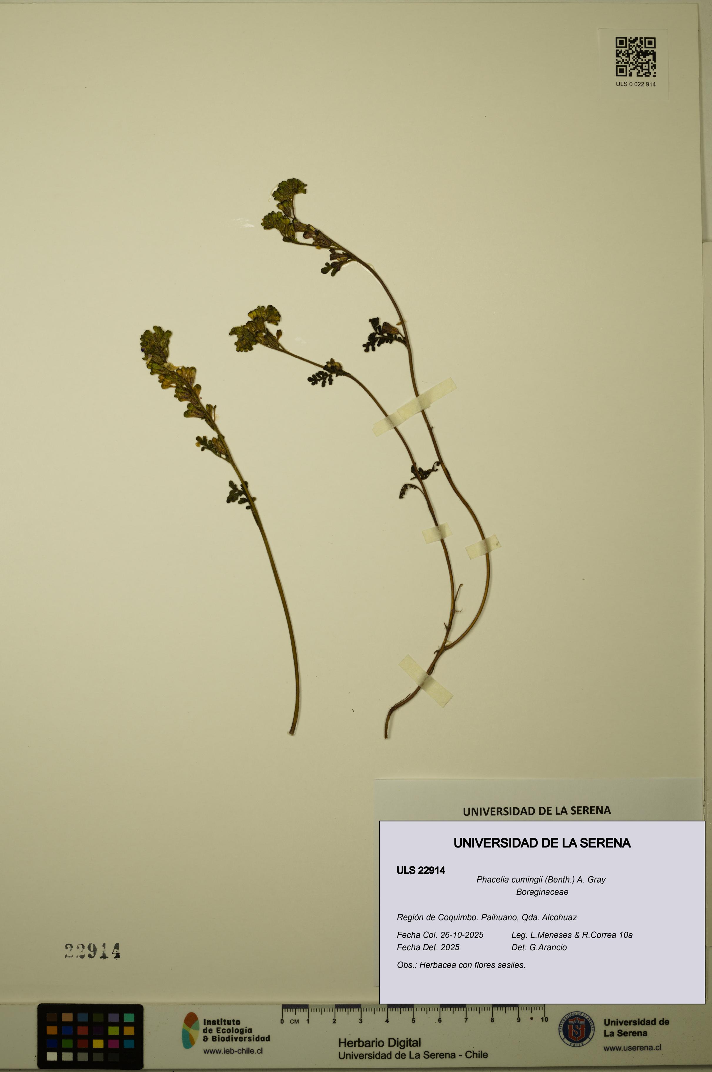 Phacelia cumingii [Espécimen: ULS:ULS:0022914]