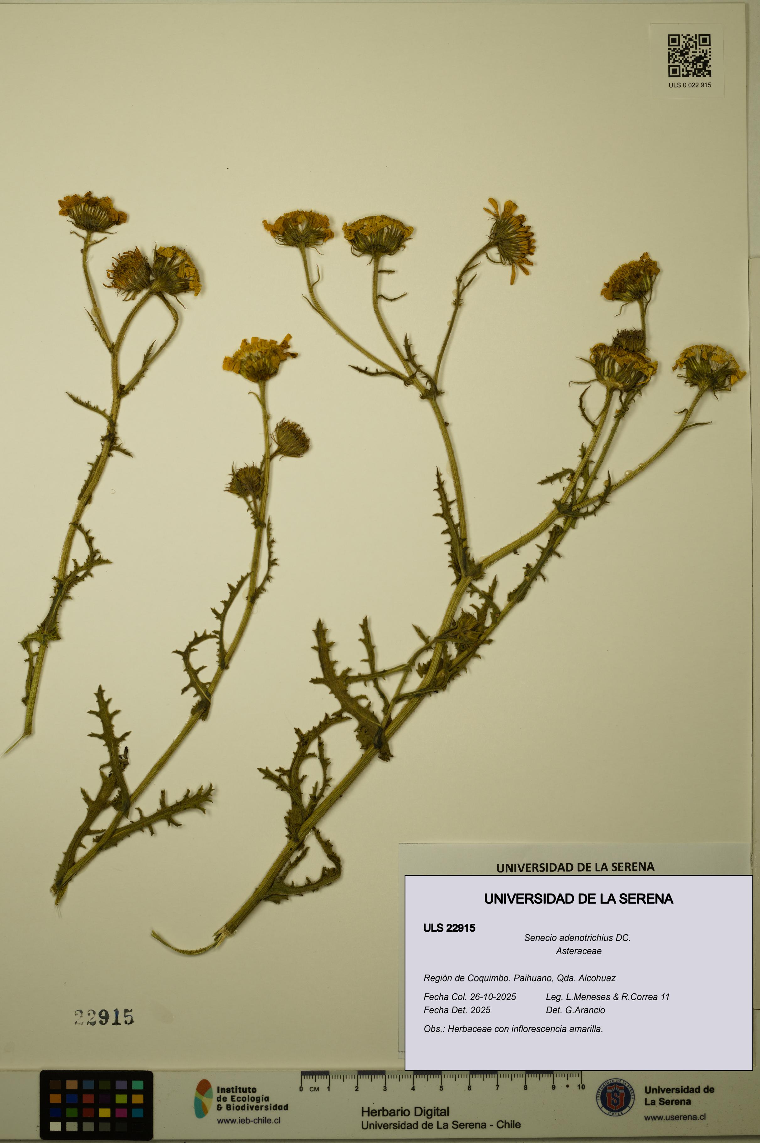 Senecio adenotrichius [Espécimen: ULS:ULS:0022915]