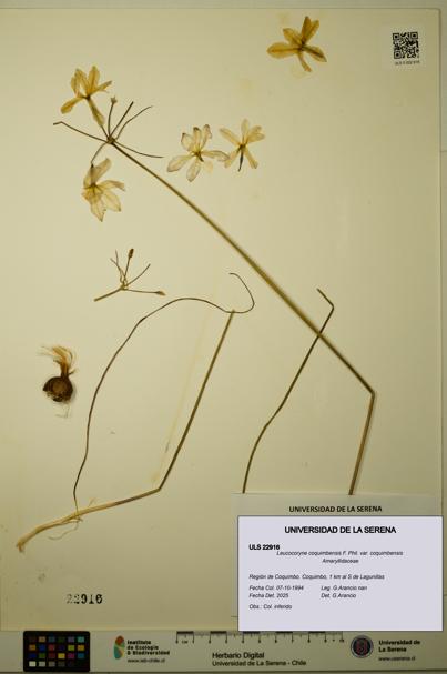 Leucocoryne coquimbensis var. coquimbensis [Espécimen: ULS:ULS:0022916]