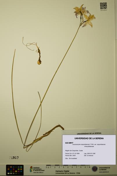 Leucocoryne coquimbensis var. coquimbensis [Espécimen: ULS:ULS:0022917]