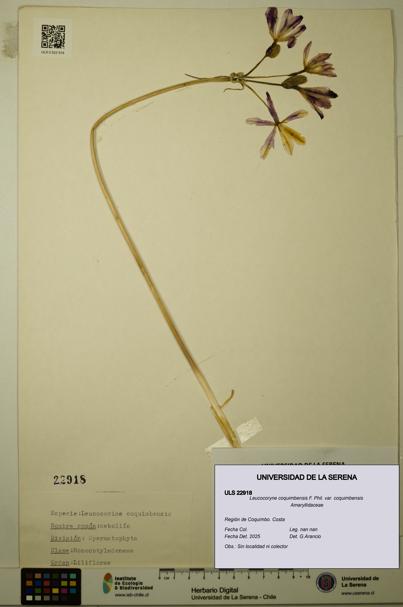 Leucocoryne coquimbensis var. coquimbensis [Espécimen: ULS:ULS:0022918]