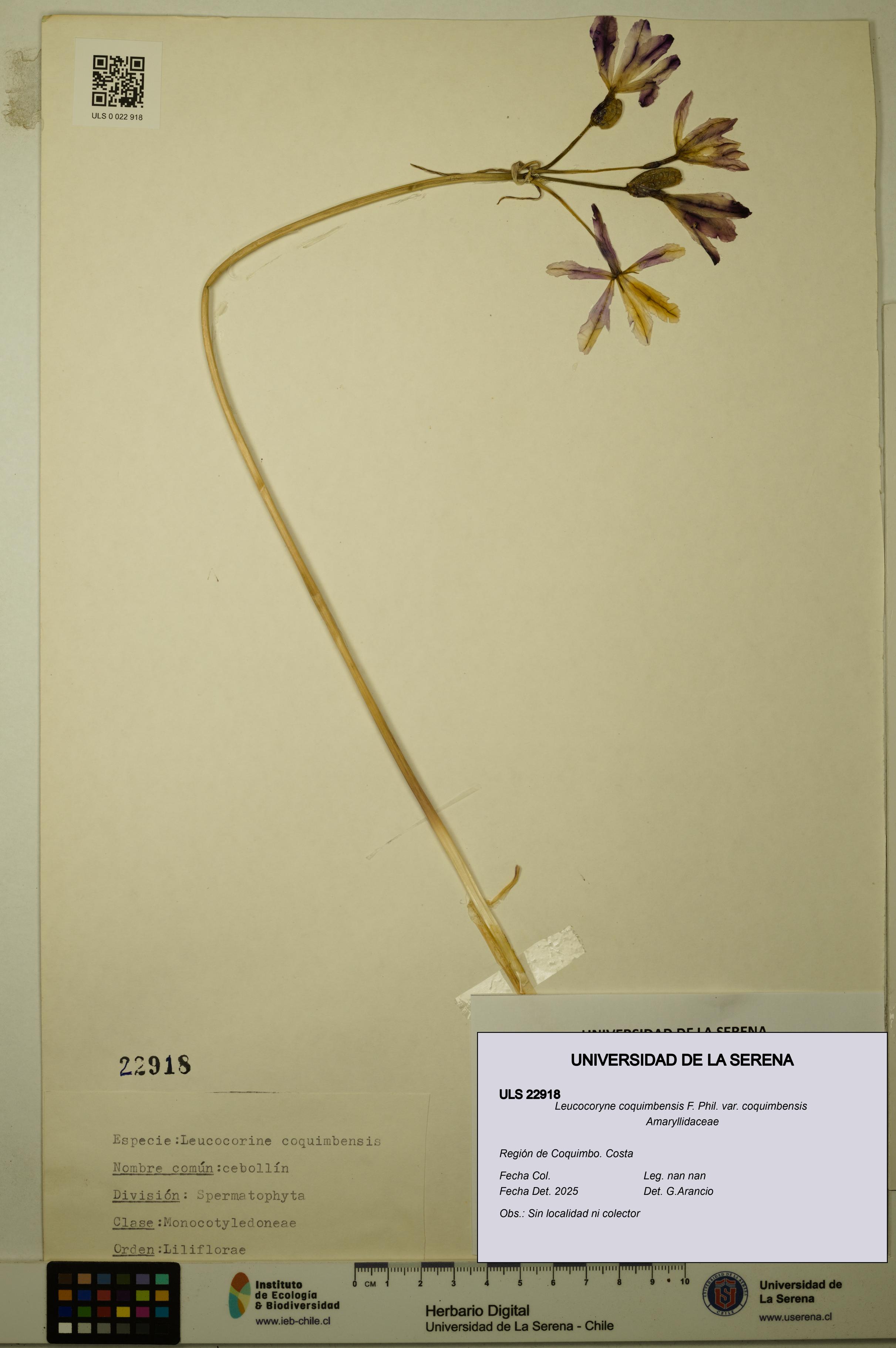 Leucocoryne coquimbensis var. coquimbensis [Espécimen: ULS:ULS:0022918]