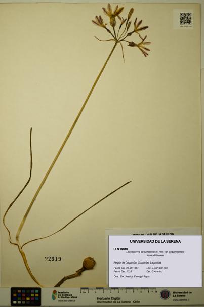 Leucocoryne coquimbensis var. coquimbensis [Espécimen: ULS:ULS:0022919]
