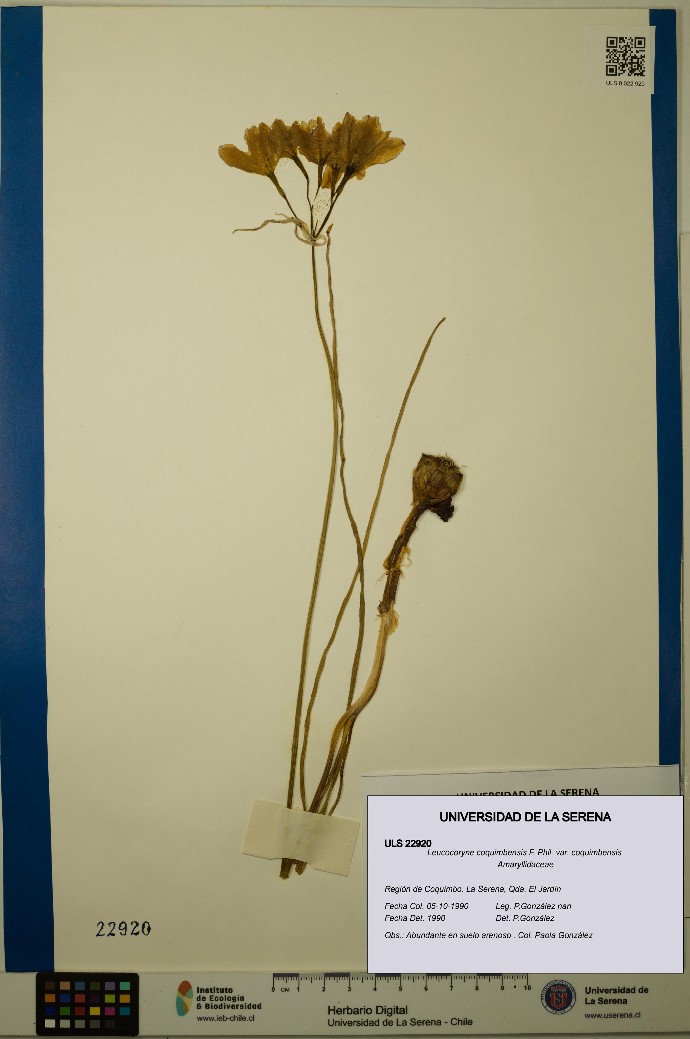 Leucocoryne coquimbensis var. coquimbensis [Espécimen: ULS:ULS:0022920]