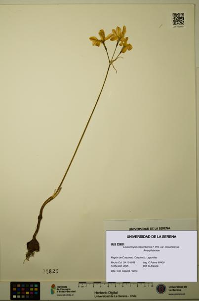 Leucocoryne coquimbensis var. coquimbensis [Espécimen: ULS:ULS:0022921]