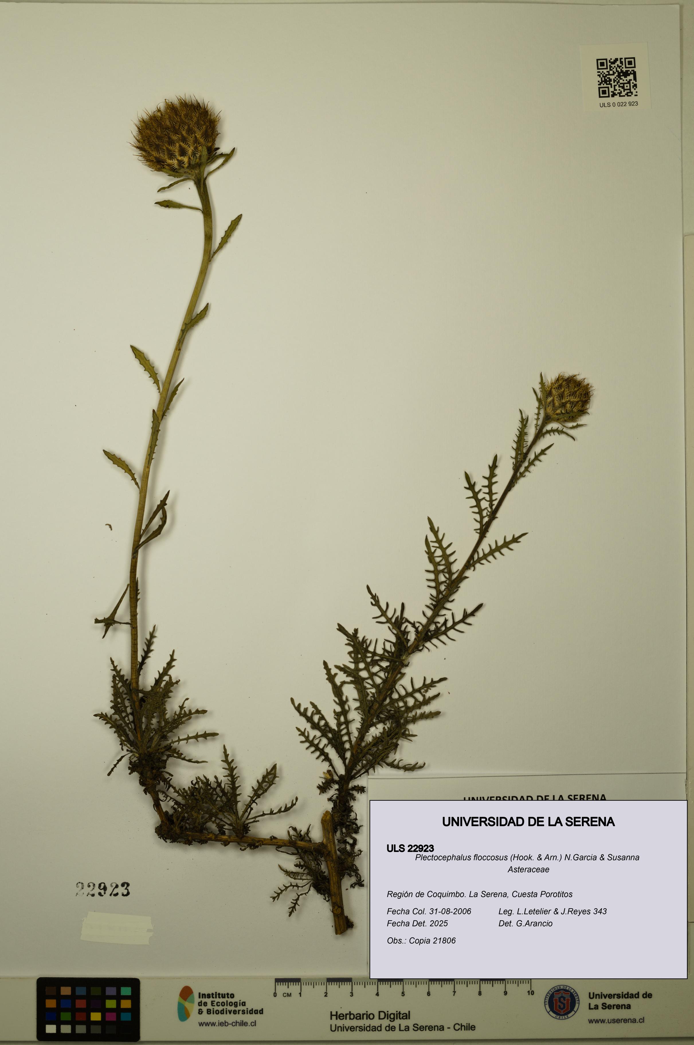 Plectocephalus floccosus [Espécimen: ULS:ULS:0022923]