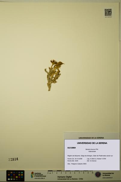 Senecio leucus [Espécimen: ULS:ULS:0022924]