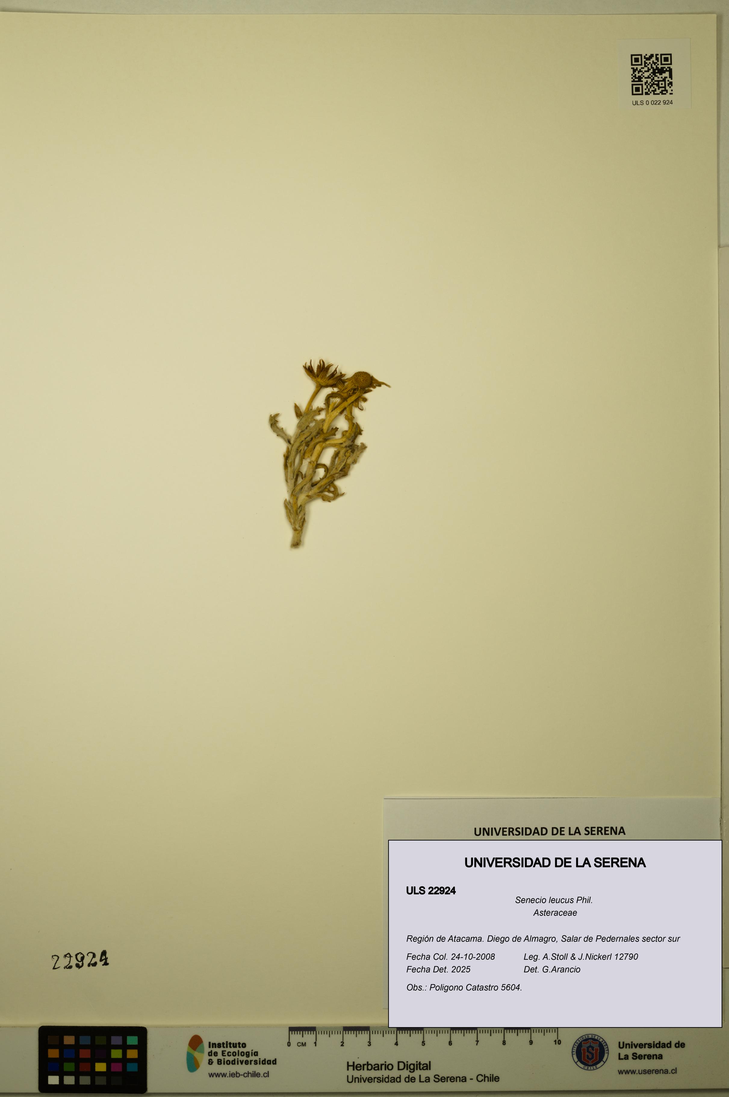 Senecio leucus [Espécimen: ULS:ULS:0022924]